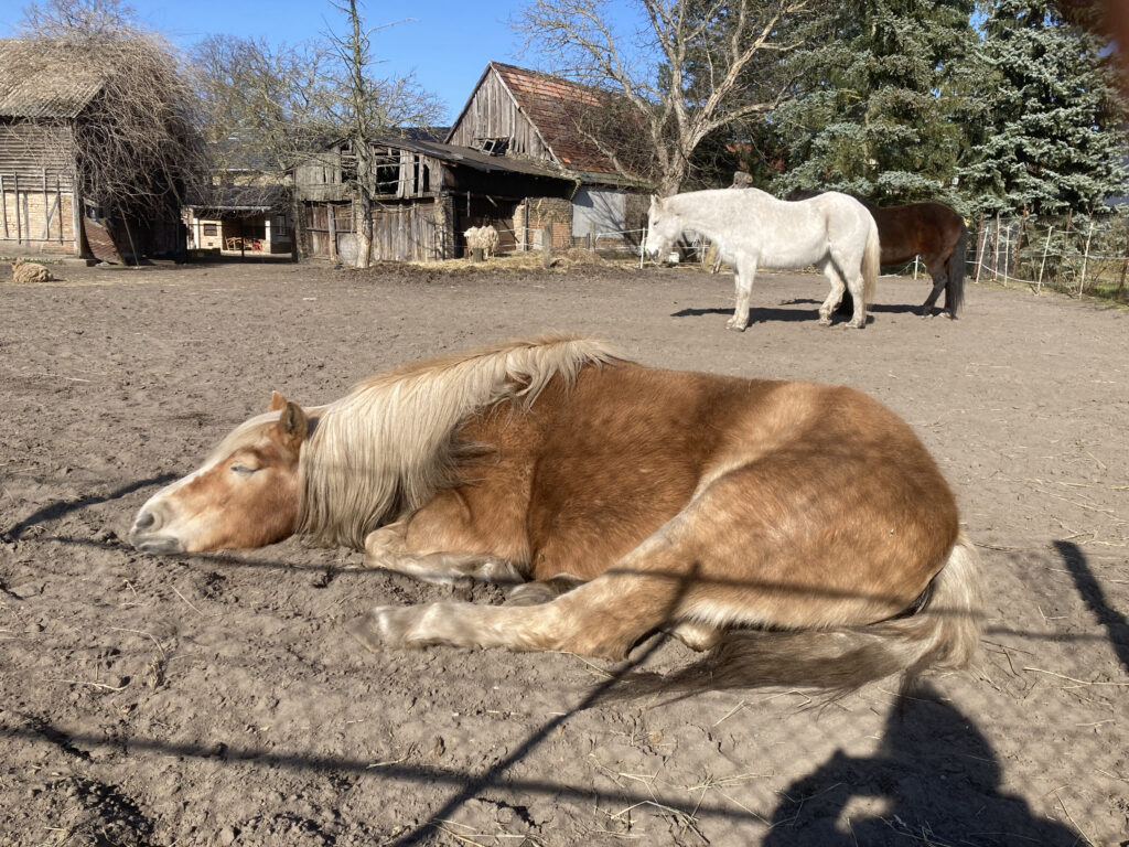 Ein fröhliches Hallo aus Zossenhofen